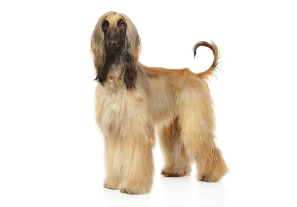 Afghan hound
