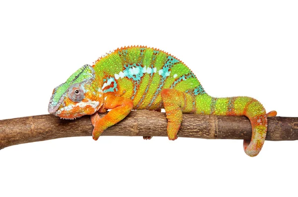 Chameleon isolated on white — Stock Photo, Image