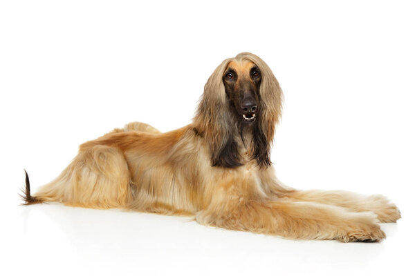Afghan hound lying down on white background