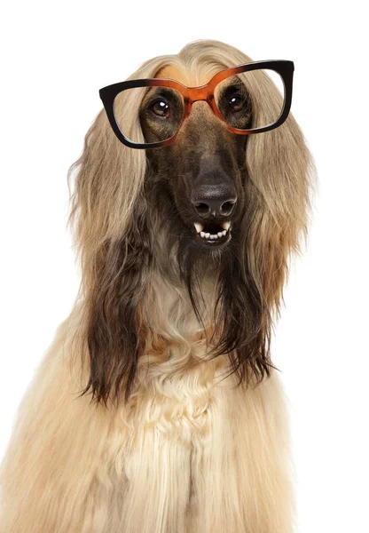 ガラスを持つ犬 — ストック写真