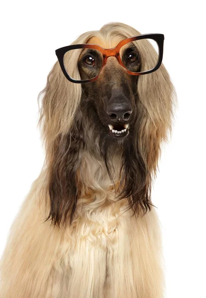 Hund mit Brille — Stockfoto