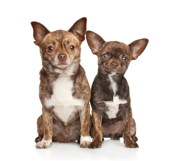 Chihuahua puppy and dog on white — Stock Photo, Image