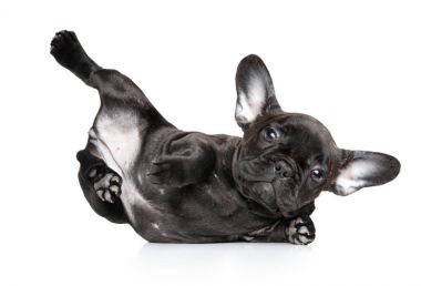 Yoga poz beyaz bir arka plan üzerinde köpek