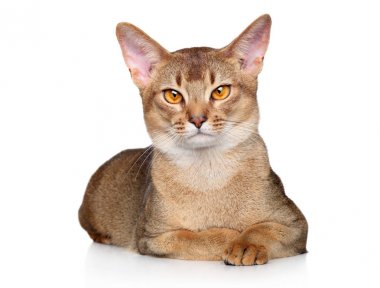 Abyssinian cat clipart