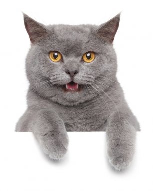 Afiş yukarıda İngiliz kedi