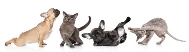 Kediler ve köpekler Yoga bir grup teşkil