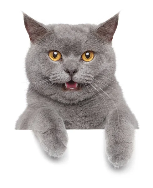 Britische Katze über Banner — Stockfoto