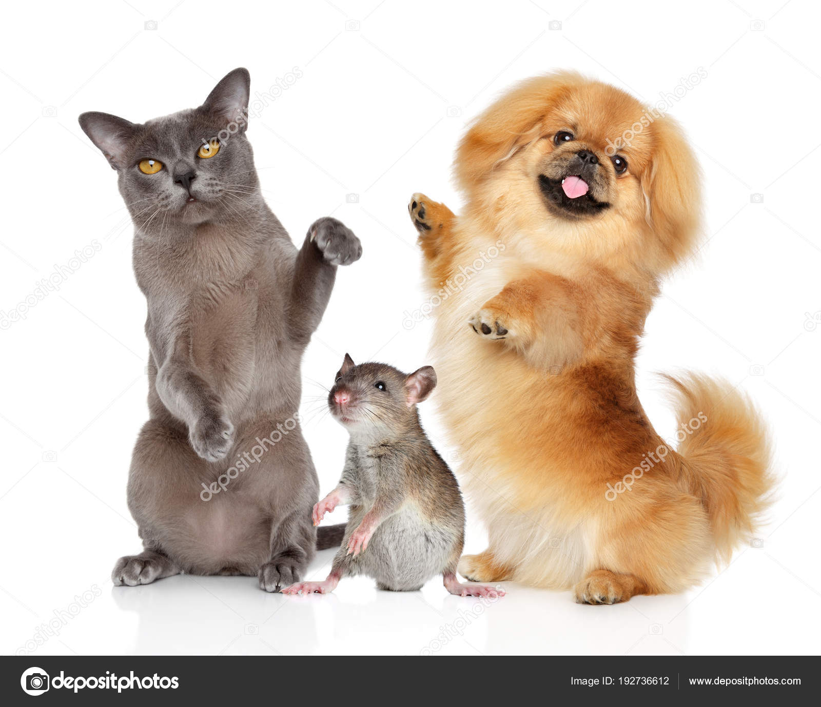 Dancing pets Burma cat, Pekingese dog and rat on a white bacground