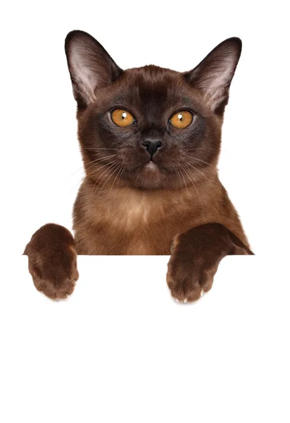 Burmese cat on white banner — Stock Photo, Image