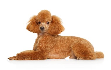 Yalan beyaz zemin üzerine kırmızı oyuncak fino köpeği köpek yavrusu