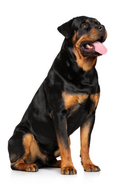 Rottweiler beyaz bir arka plan üzerinde
