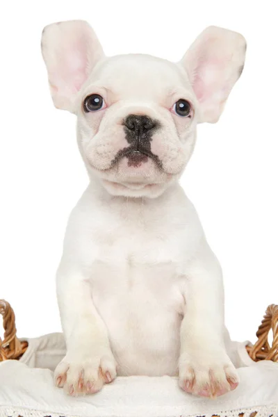 Fransız bulldog köpek sepeti — Stok fotoğraf