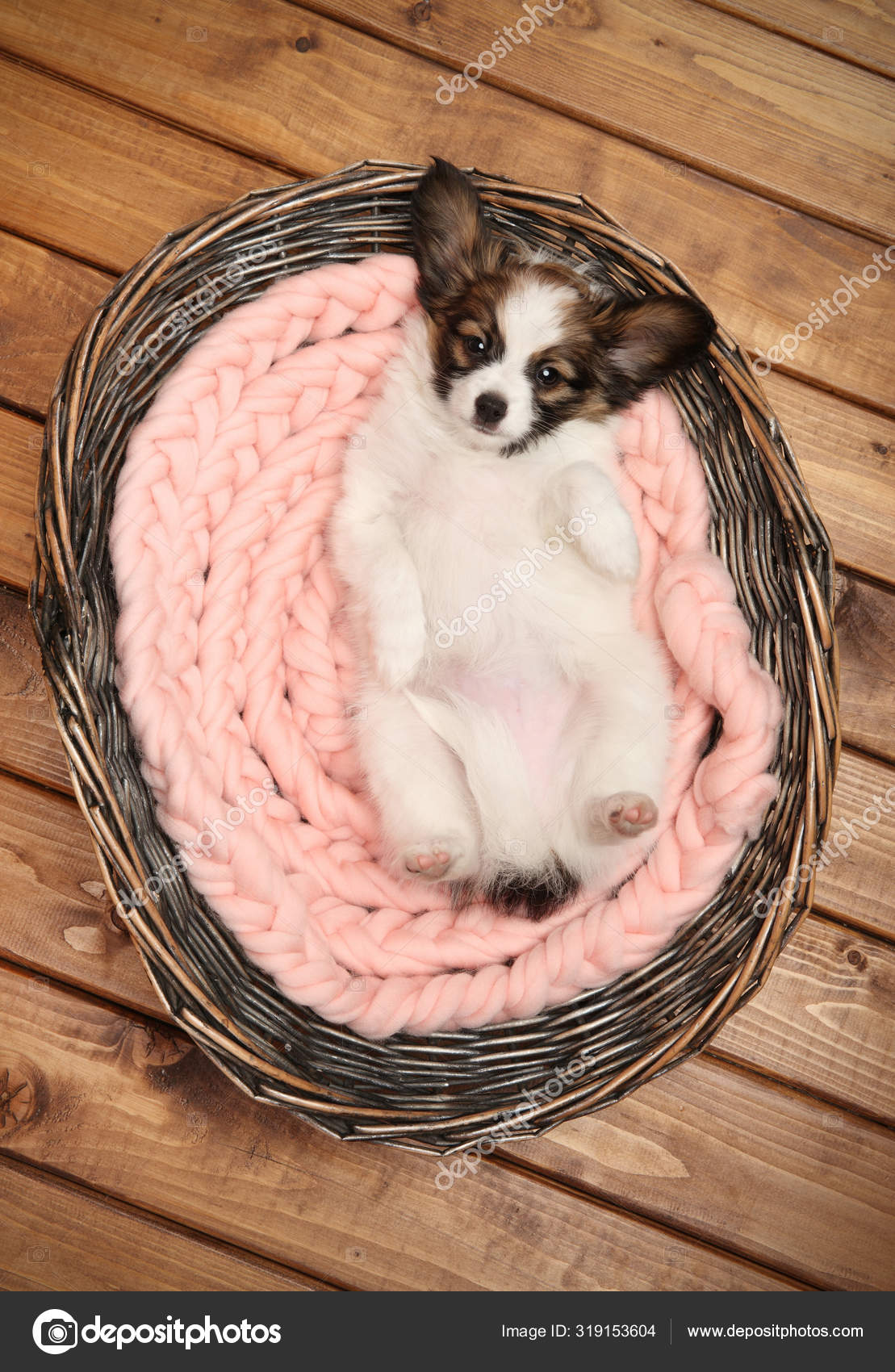 Papillon Puppy Lies On Its Back In A Basket Stock Photo By C Fotojagodka Papillon Puppy Lies On Its Back In A Basket Stock Photo By C Fotojagodka