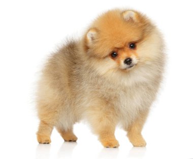 Zwerg Spitz Spitz köpek yavrusu