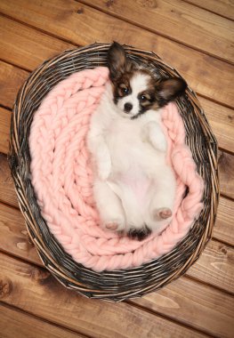 Papillon köpek yavrusu sırt üstü sepette yatıyor.