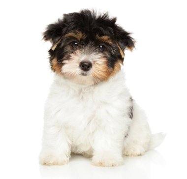 Biewer Yorkshire terrier köpek yavrusu