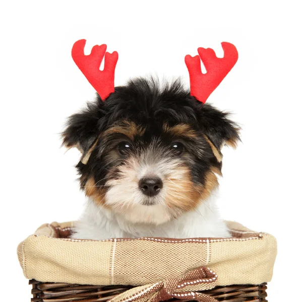 Portrait of Biewer York puppy with red horns — Stock Photo, Image