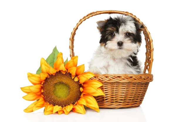 Beaver Yorkshire terrier puppy with sunflower — Stock Photo, Image