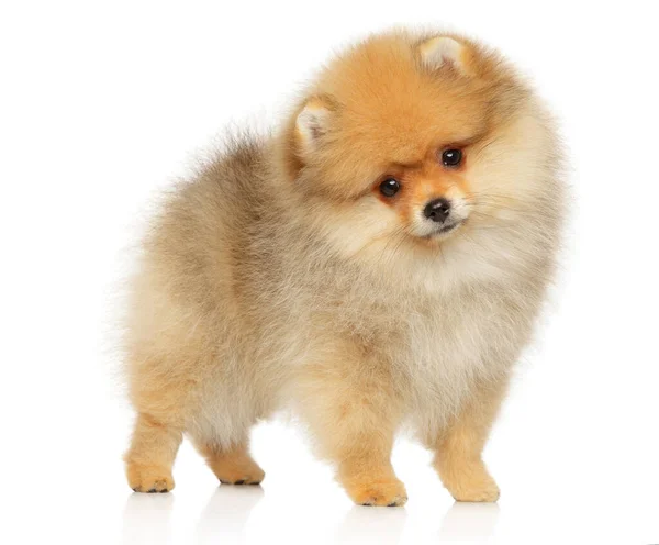 Cãozinho Zwerg Spitz Spitz — Fotografia de Stock