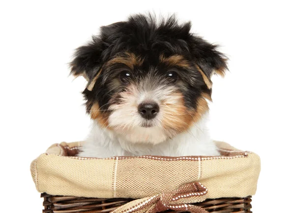 Close-up of a Biewer Terrier puppy in basket — Stock Photo, Image