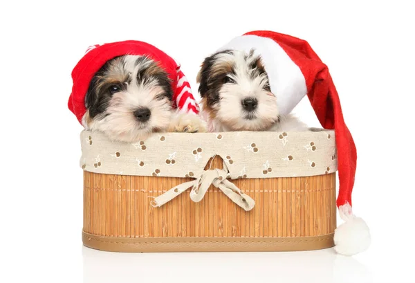 Biewer Terrier puppies in Santa red hats — Stock Photo, Image