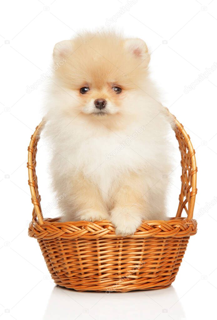 Cute Pomeranian Spitz puppy on white background