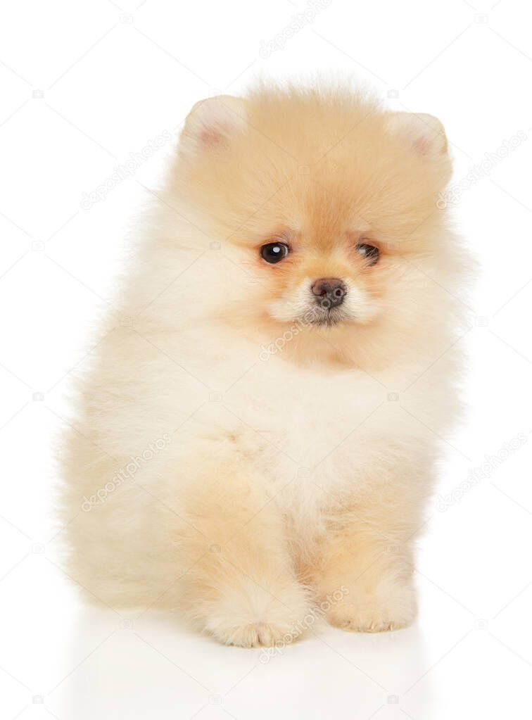 Cute Zwerg Spitz puppy on a white background