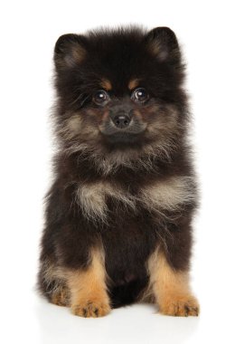 Pomeranian Spitz Puppy beyaz arka planda oturur