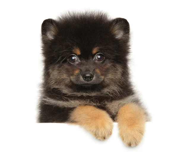 Pomeranian Spitz puppy above banner — Stock Photo, Image