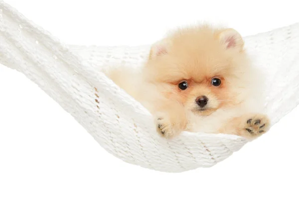 Pomeranian puppy in a hammock — Stock Photo, Image