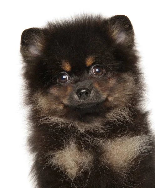 Retrato de cerca de un cachorro de Pomerania —  Fotos de Stock