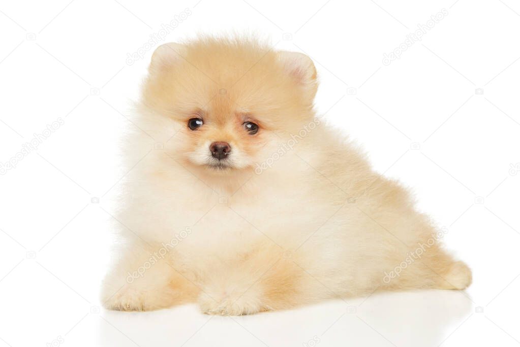 Cute Pomeranian Spitz puppy in front of white background