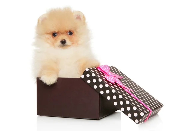 Pomeranian Spitz cachorro en una caja de regalo — Foto de Stock