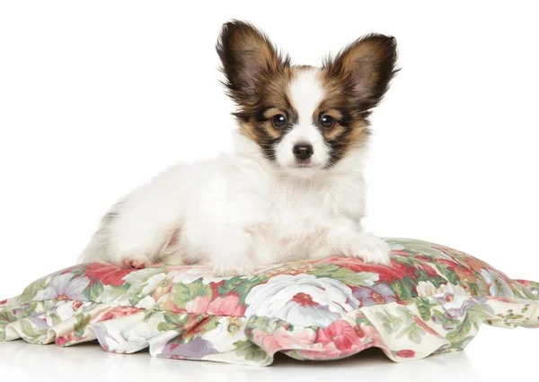 Continental brinquedo spaniel cachorro deitado em um travesseiro — Fotografia de Stock