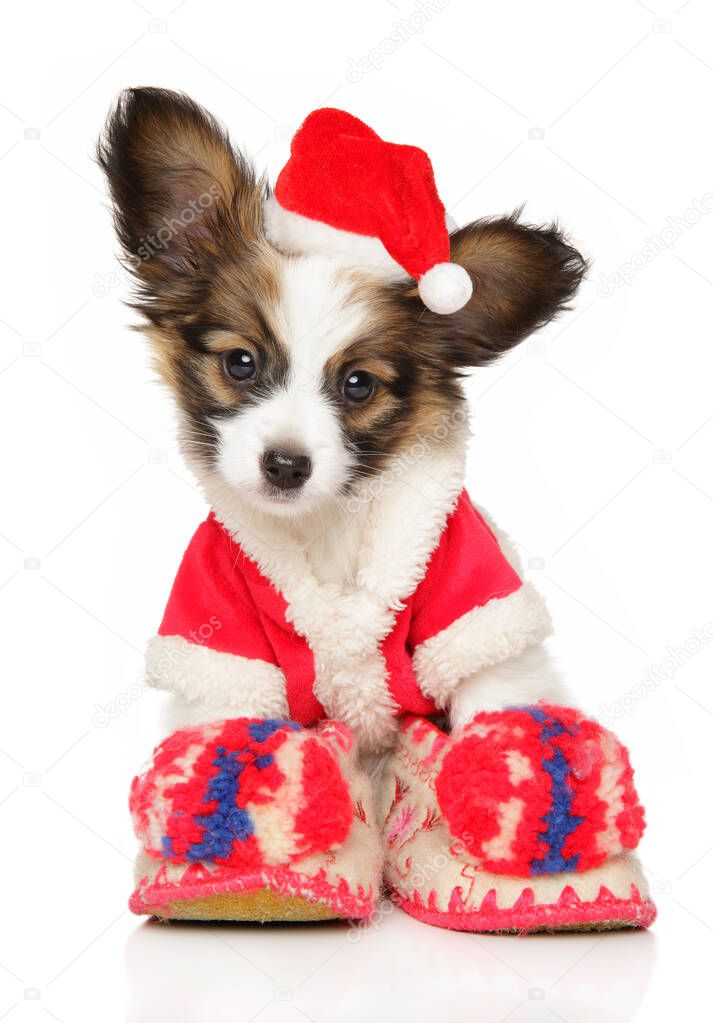 Continental toy spaniel puppy in Christmas hat