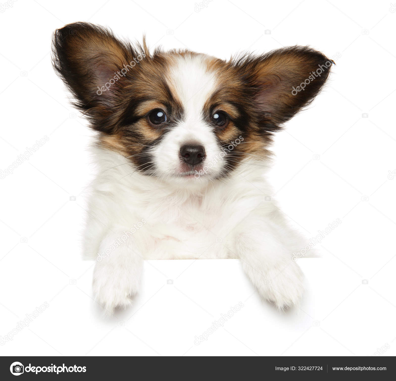 蝴蝶犬图库照片 免版税蝴蝶犬图片 Depositphotos 蝴蝶犬图库照片 免版税蝴蝶犬图片 Depositphotos