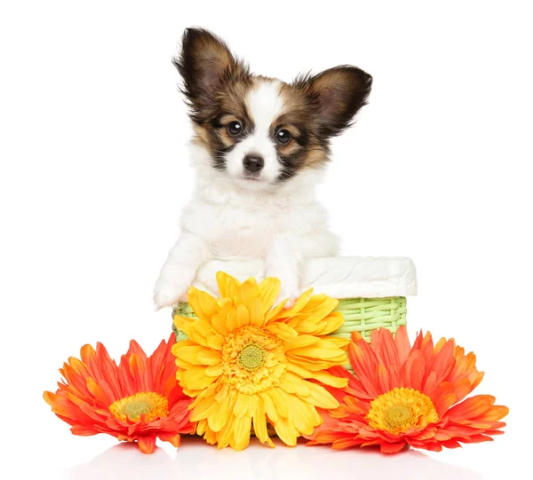 Papillon hond puppy in rieten mandje met heldere bloemen — Stockfoto