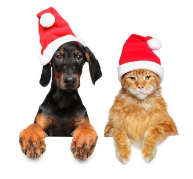 Kedi ve köpek yavrusu kırmızı Noel Baba şapkalarıyla birlikte