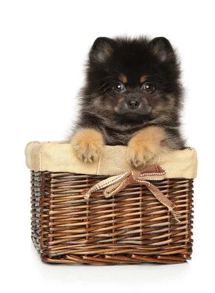 Pomeranian Spitz köpek yavrusu sepetin üstünde — Stok fotoğraf