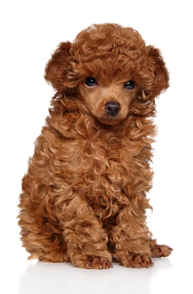 Lindo juguete rojo cachorro Poodle — Foto de Stock