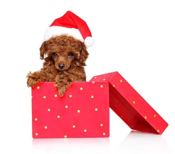 Pudel zabawka szczeniak w Santa s czerwony kapelusz siedzi w pudełku prezentów — Zdjęcie stockowe