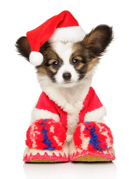 Divertente giocattolo continentale cucciolo spagnolo in cappello di Natale — Foto Stock