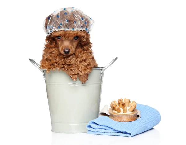 Fino köpeği için banyo tedavileri — Stok fotoğraf