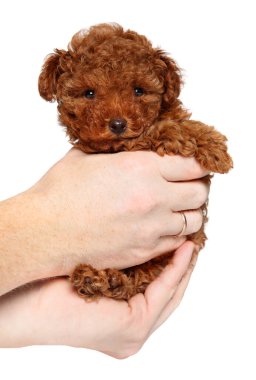 Elinde oyuncak fino köpeği köpek yavrusu