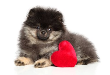 Kırmızı Valentine kalp ile Pomeranian Spitz köpek yavrusu