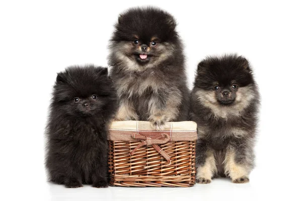 Um grupo de adoráveis cachorros spitz da Pomerânia — Fotografia de Stock