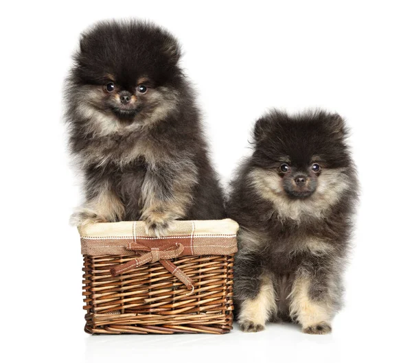 Due adorabili cuccioli di Pomerania su sfondo bianco . — Foto Stock