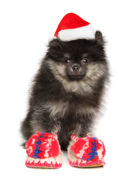 Un cachorro Pomeranian en un sombrero rojo de Santa y zapatillas calientes — Foto de Stock