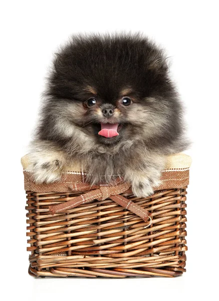 Happy Spitz cachorro se sienta sobre un fondo blanco — Foto de Stock