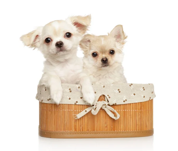 Portrait de deux chiots chihuahua dans un panier — Photo